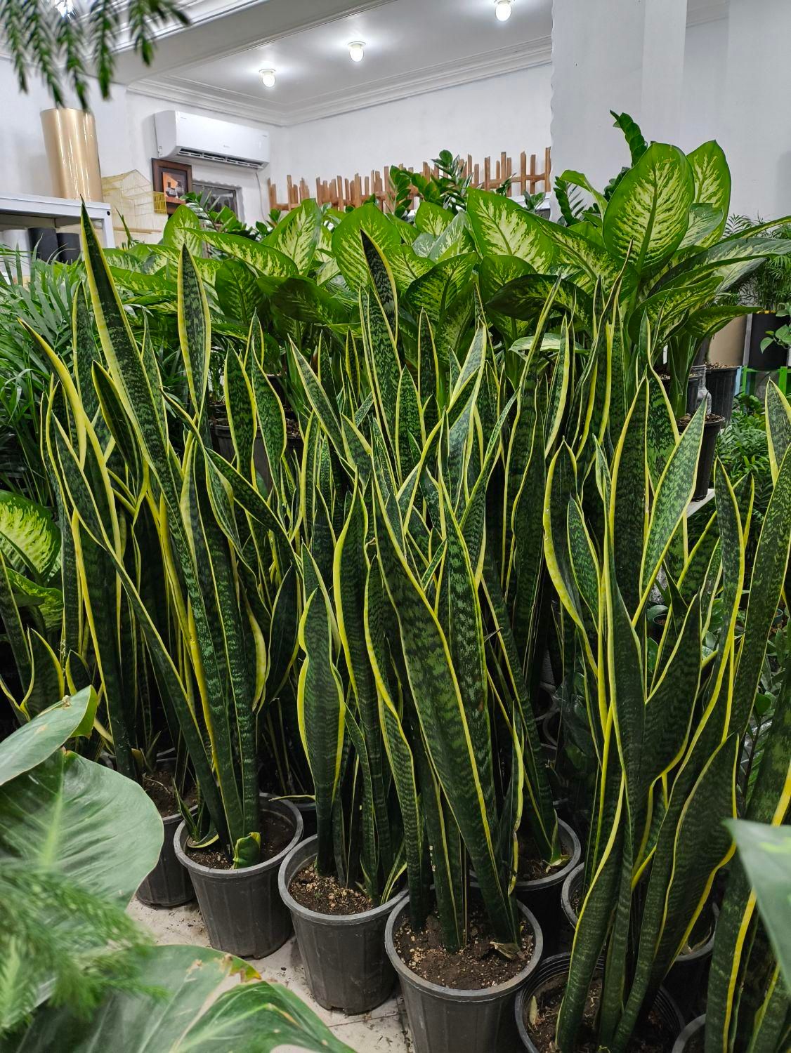 سانسوریا شمشیری ابلق در بندرعباس|گل و گیاه طبیعی|بندرعباس, |دیوار