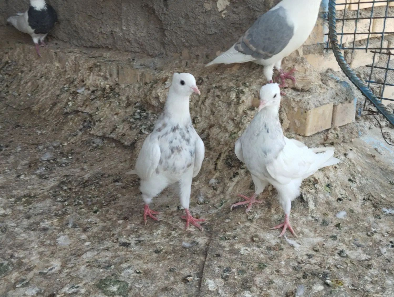 طوقی|پرنده|اصفهان, آزادان|دیوار