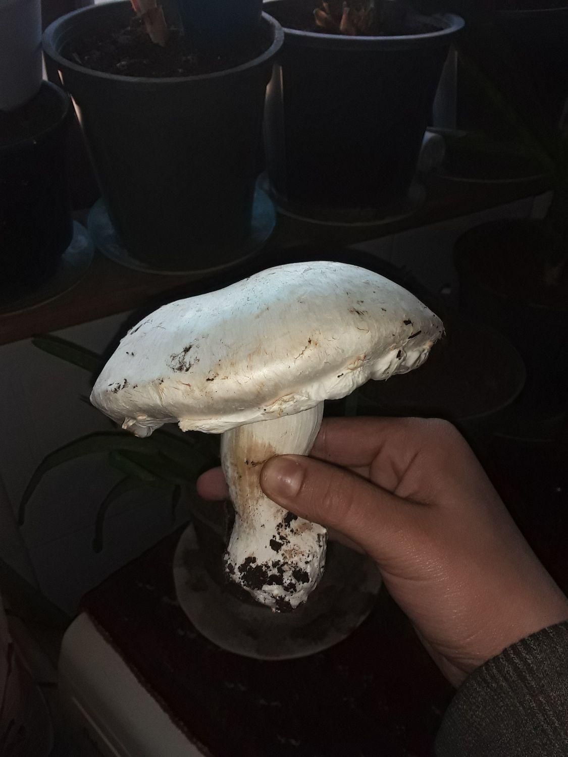 مجموعه آموزشی پرورشی قارچ دکمه ای|خدمات آموزشی|کوچصفهان, |دیوار