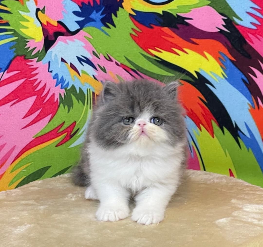 بچه گربه ی انیمیشنی|گربه|اهواز, زرگان|دیوار