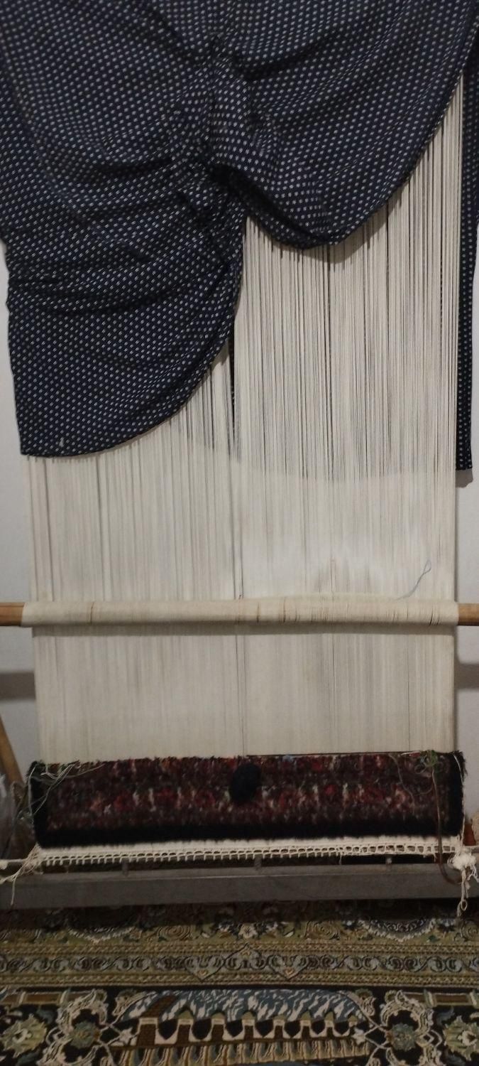 فرش نیمه کاره مرینوس و دار قالی|فرش|زنجان, |دیوار