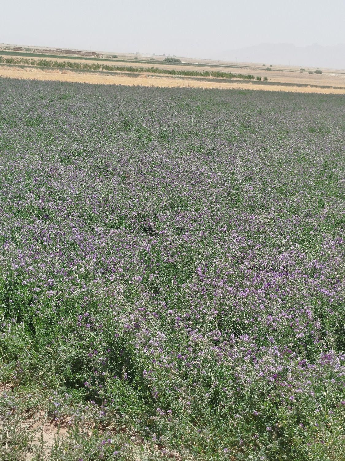 بذر یونجه امریکایی|خدمات باغبانی و درختکاری|شوشتر, |دیوار