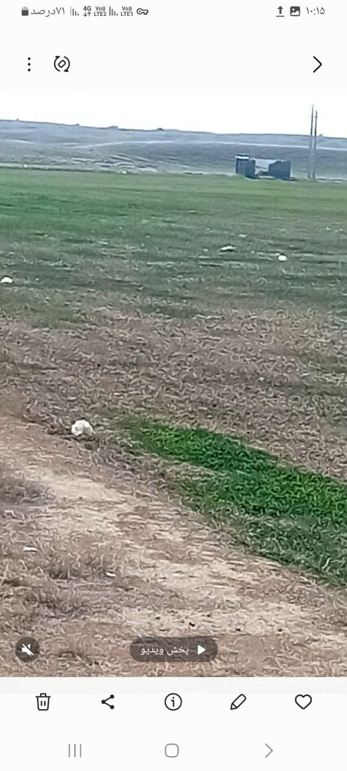 فروش۵۳ هکتار زمین کشاورزی چنانه شوش|فروش دفتر صنعتی، کشاورزی، تجاری|شوش, |دیوار