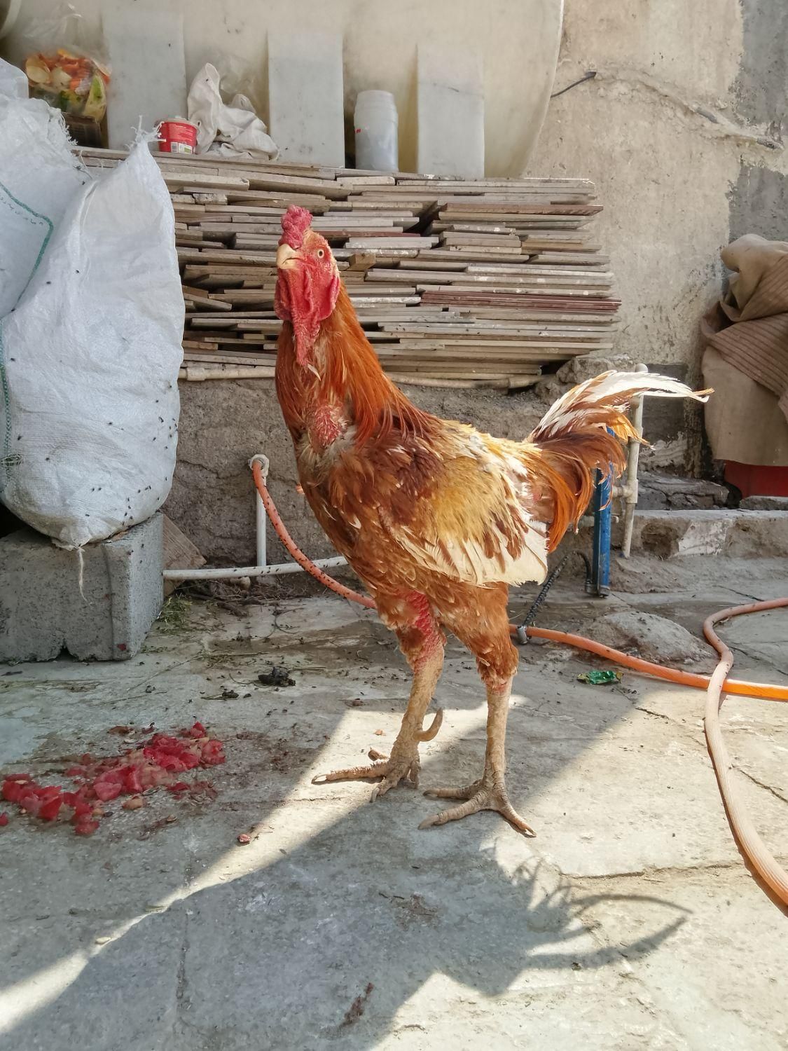 مرغ و خروس و جوجه|حیوانات مزرعه|زاهدان, |دیوار