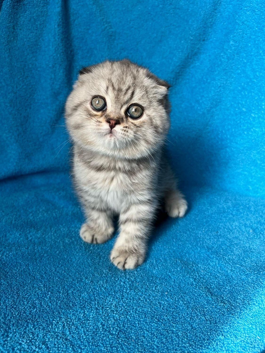 گربه های نژاد دار irancats|گربه|اهواز, بهارستان|دیوار
