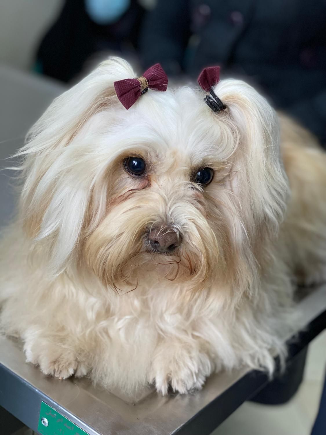 الو دامپزشک|خدمات آرایشگری و زیبایی|رشت, گلباغ نماز|دیوار