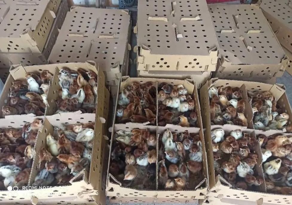 جوجه محلی و گلپایگانی|حیوانات مزرعه|گرگان, |دیوار