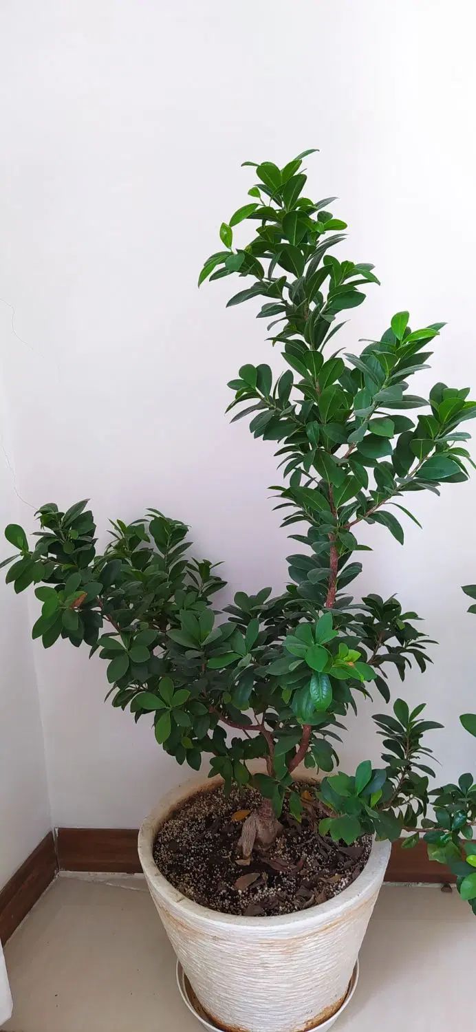 بنسای سرحال|گل و گیاه طبیعی|کرج, شهرک رضوانیه|دیوار