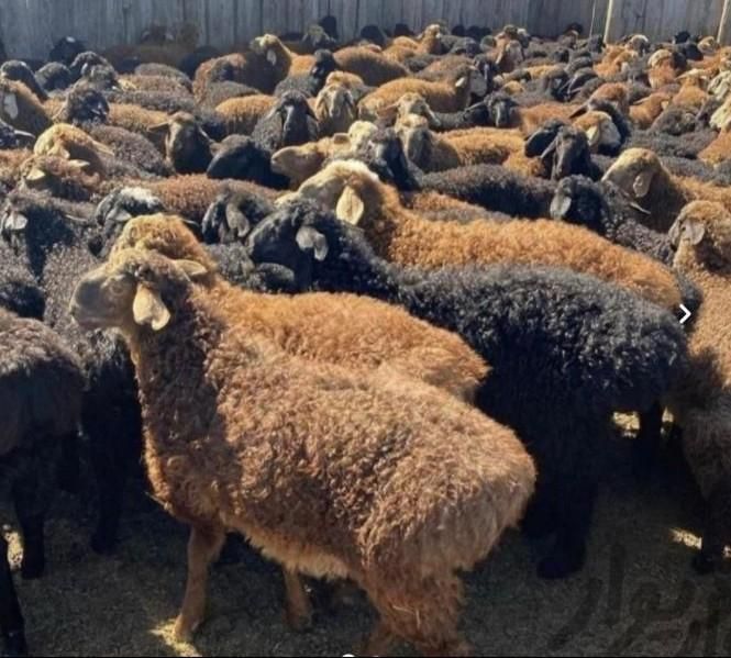 ازگل،ارم،اکبتان فروش گوسفندزنده|حیوانات مزرعه|تهران, استاد معین|دیوار