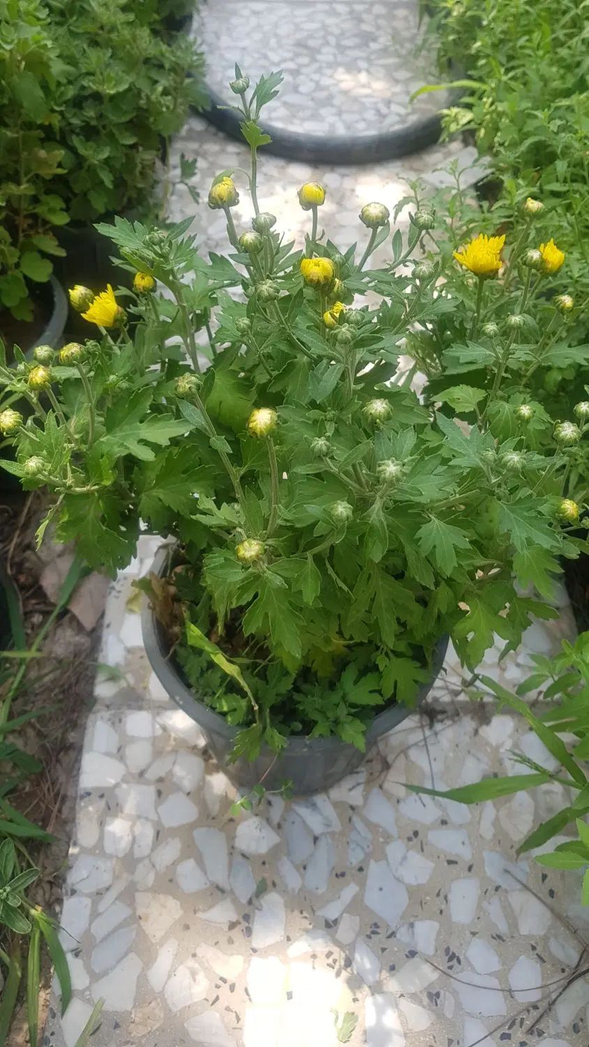 گیاه داوودی|گل و گیاه طبیعی|تهران, عباس‌آباد|دیوار