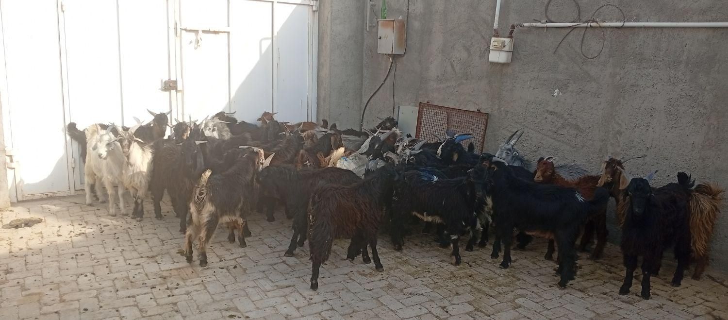 کهره بره بز میش|حیوانات مزرعه|شیراز, بازار|دیوار