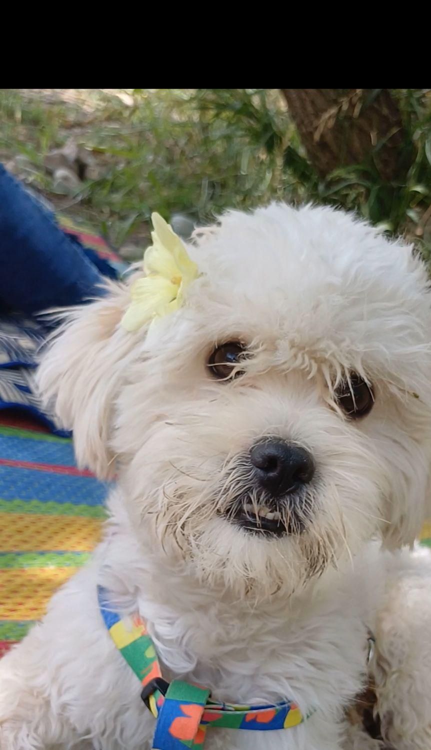 سگ گمشده|حیوانات|کهریزک, |دیوار