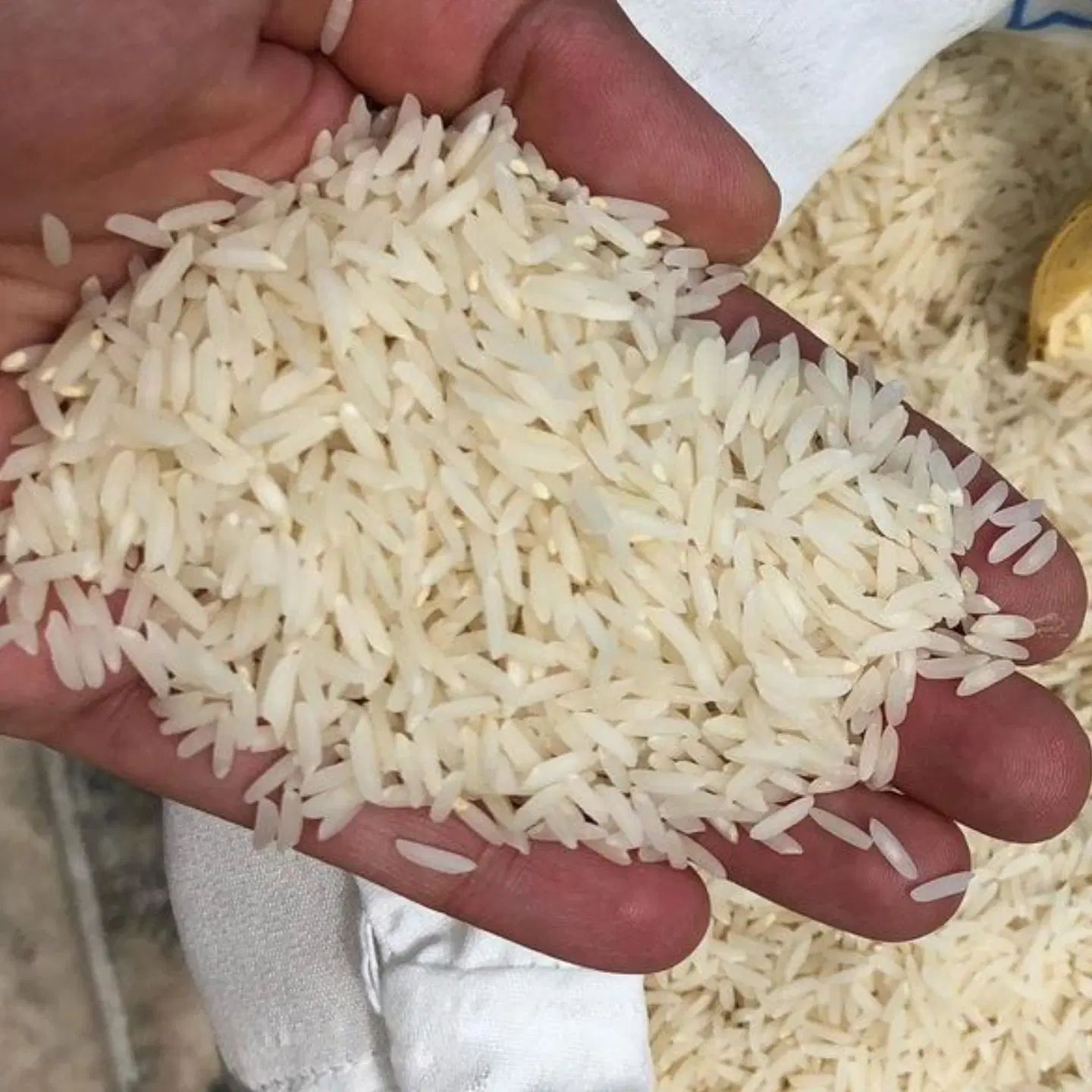 برنج طارم هاشمی اعلا فریدونکنار خرید از کشاورز|خوردنی و آشامیدنی|فریدون‌کنار, |دیوار
