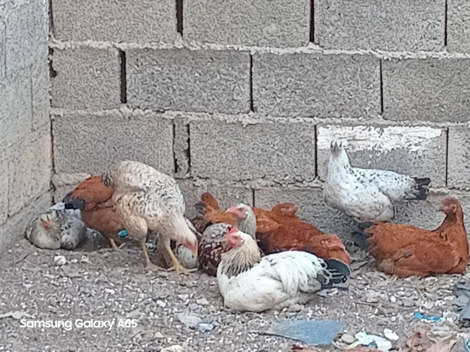حراج|حیوانات مزرعه|رشت, دخانیات|دیوار