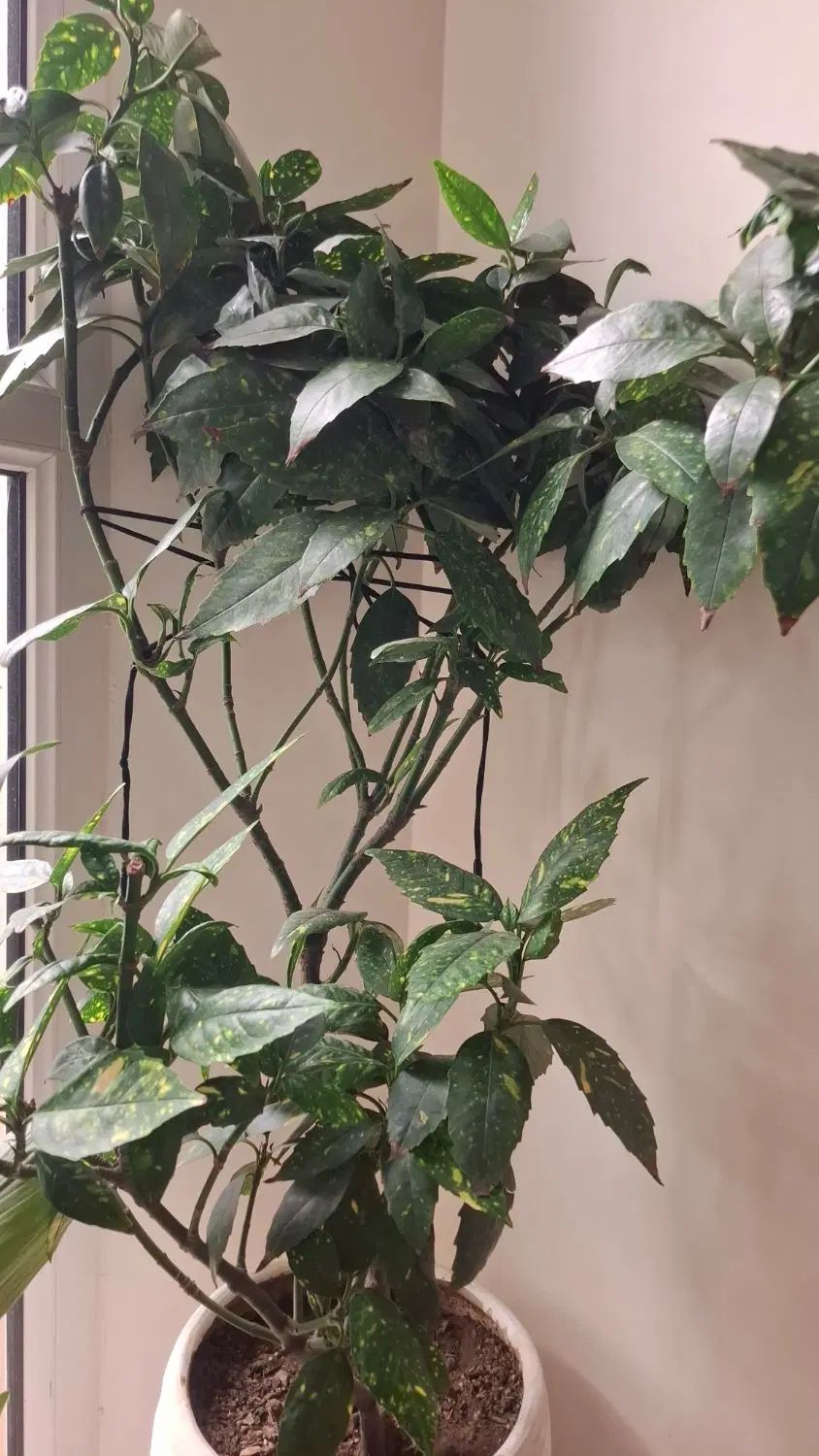 آکوبا شمشاد ژاپنی|گل و گیاه طبیعی|تهران, جماران (نیاوران)|دیوار