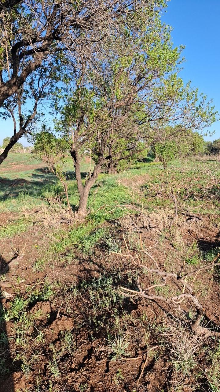.باغ ۲۰۰۰هزارمتری با ۱.۵ساعت آب از موتور|فروش زمین و ملک کلنگی|قزوین, |دیوار