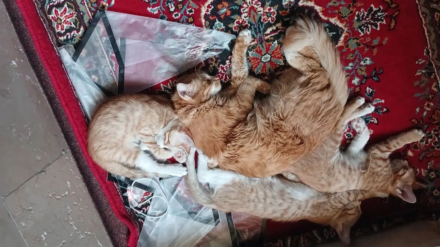 بچه گربه ۳ ماهه|گربه|مشهد, طلاب|دیوار