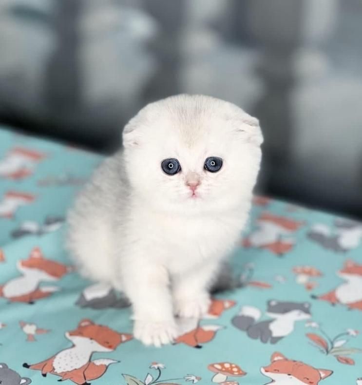 مجموعه گربه در تمامی نژاد ها MeowHop|گربه|کرمان, |دیوار