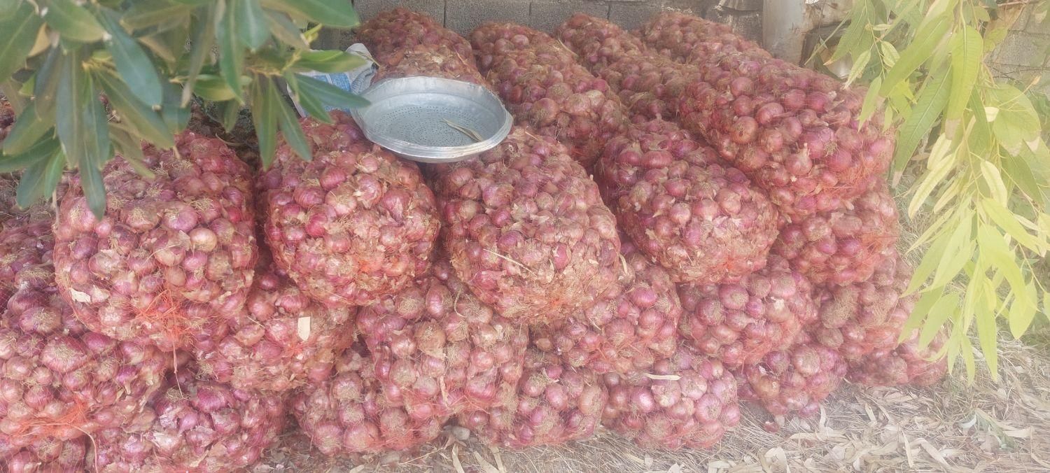 پیاز محلی قرمز بدون دارو ارگانیک|خوردنی و آشامیدنی|باغ ملک, |دیوار