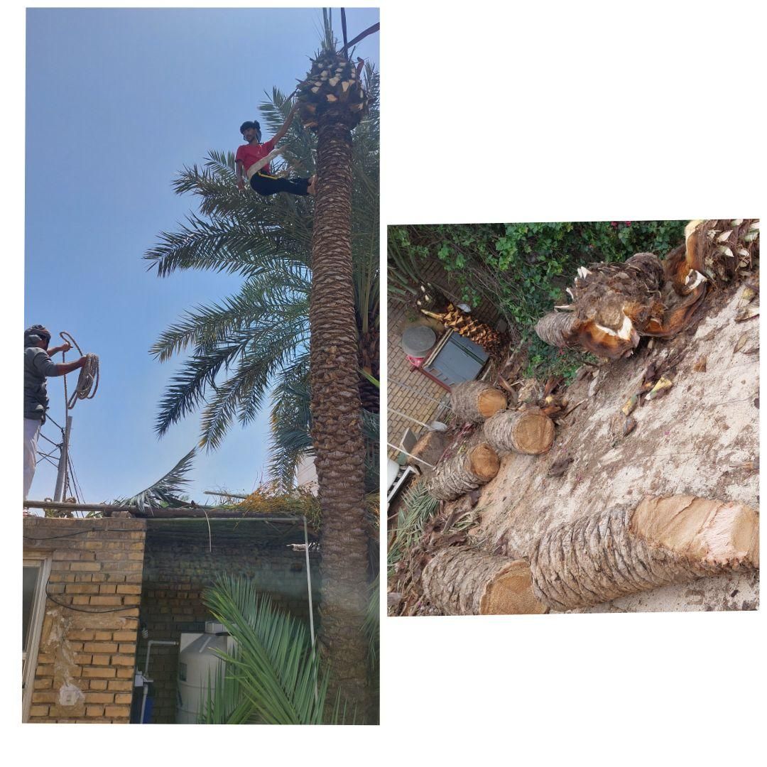 بریدن نخل قطع نخل هرس نخل درخت استاد نخل سمپاشی|خدمات باغبانی و درختکاری|اهواز, گلستان|دیوار