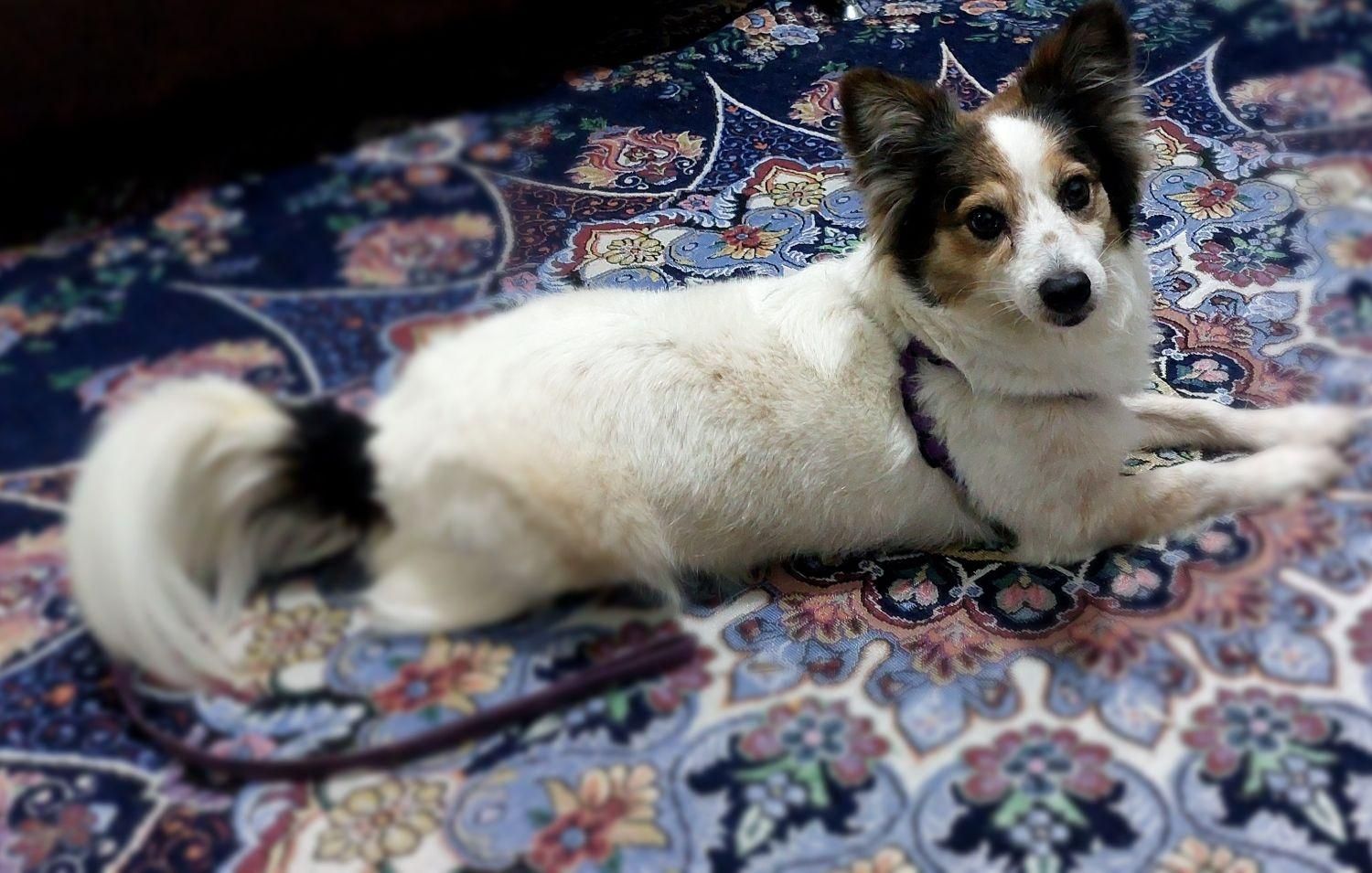 پامر اشپیتز|سگ|رباط‌کریم, نصیرشهر|دیوار