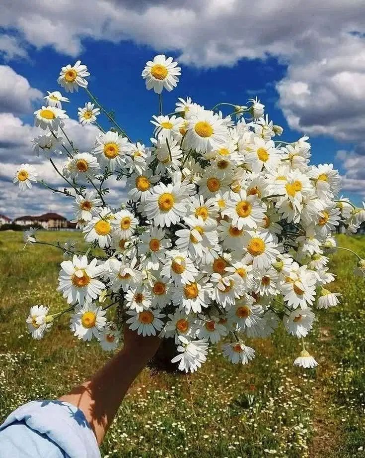 راهنمایی ....|فعالیت داوطلبانه|مشهد, اروند|دیوار