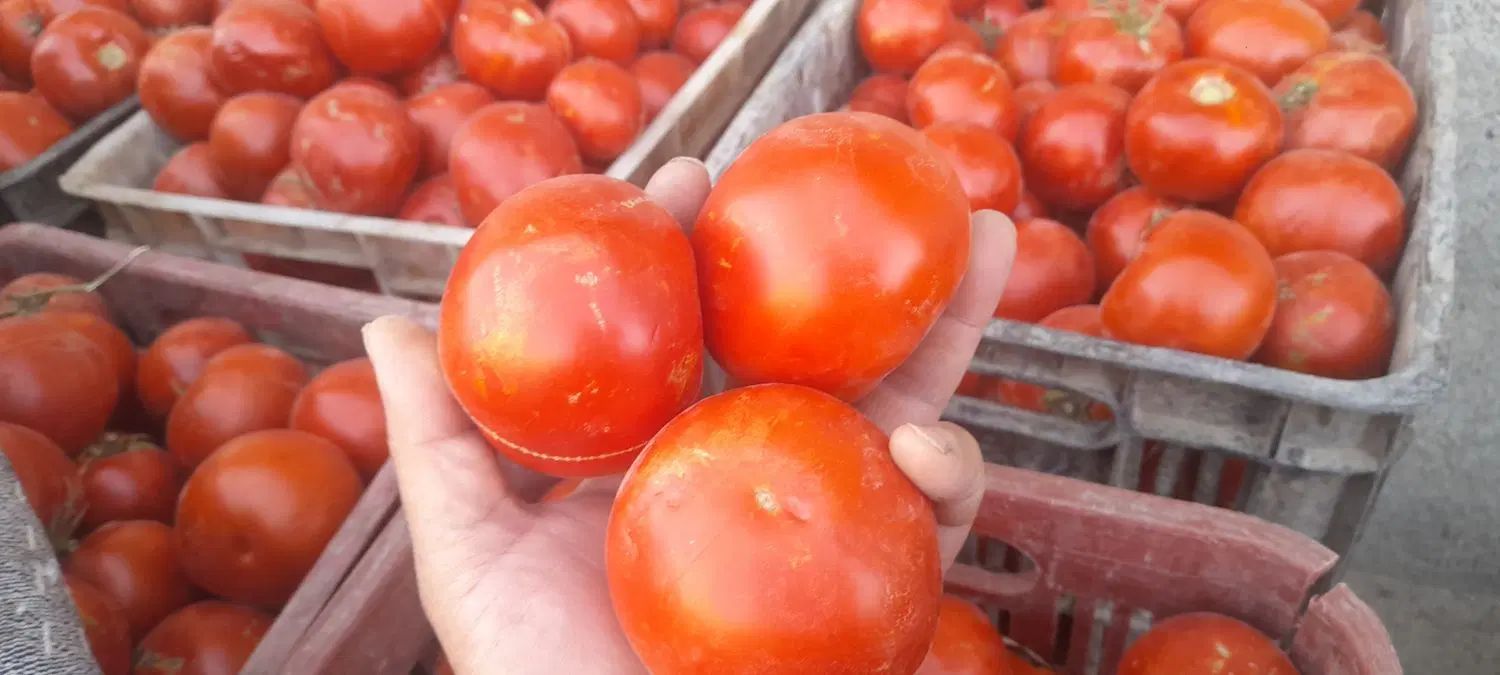 فروش گوجه درجه یک ابگیری گوجه|خوردنی و آشامیدنی|مشهد, اروند (کشف)|دیوار