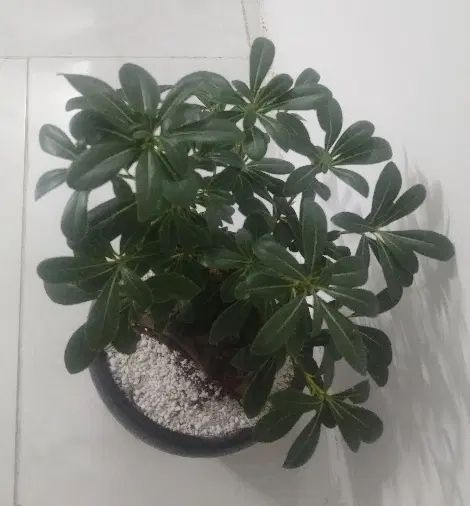 بنسای|گل و گیاه طبیعی|مشهد, خواجه ربیع|دیوار