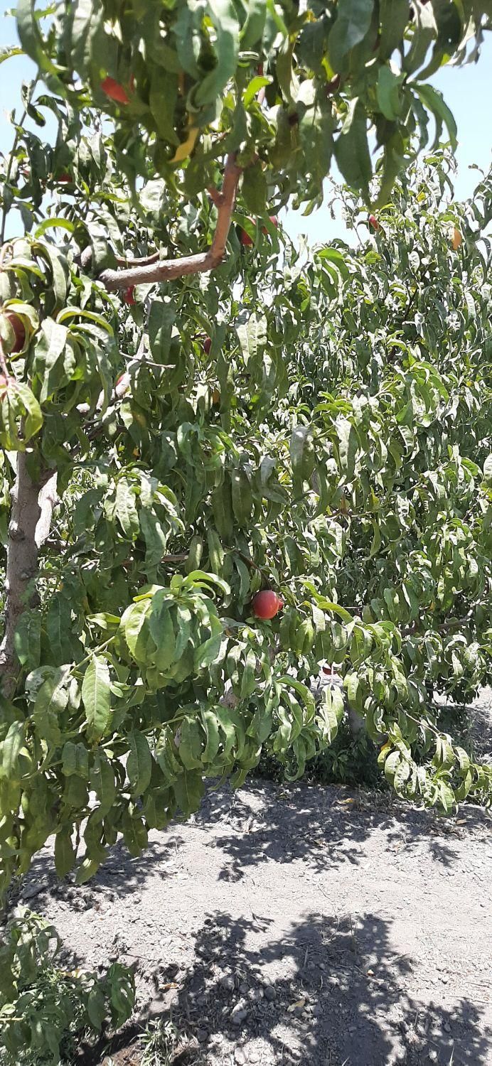 باغ باغچه ویلا۵۰۰و۴۰۰متری/باغستان/ قدس|فروش زمین و ملک کلنگی|قدس, شهرک صنعتی زاگرس|دیوار