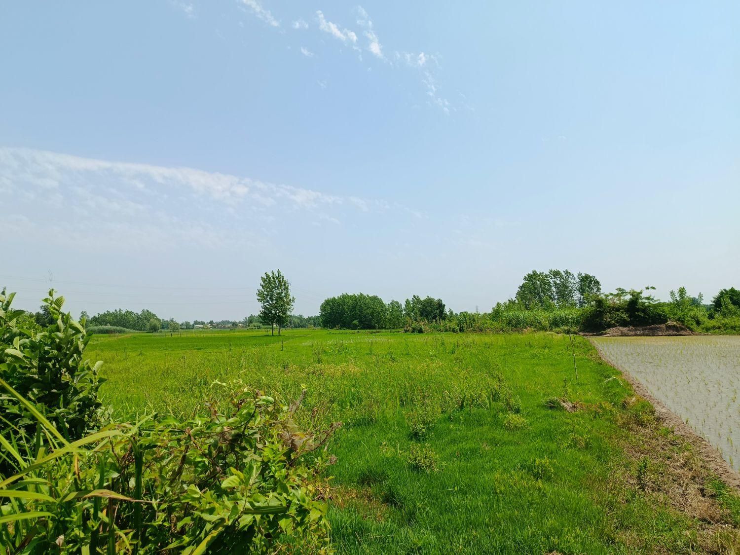 فروش زمین شالیزار ۱۴۵۰ متری/ خمام معاوضه با ماشین|فروش زمین و ملک کلنگی|خشکبیجار, |دیوار