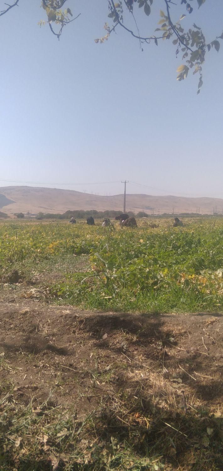 سرکارگر امور کشاورزی انبار سرد خانه آقای سنجابی|خدمات باغبانی و درختکاری|کرمانشاه, |دیوار