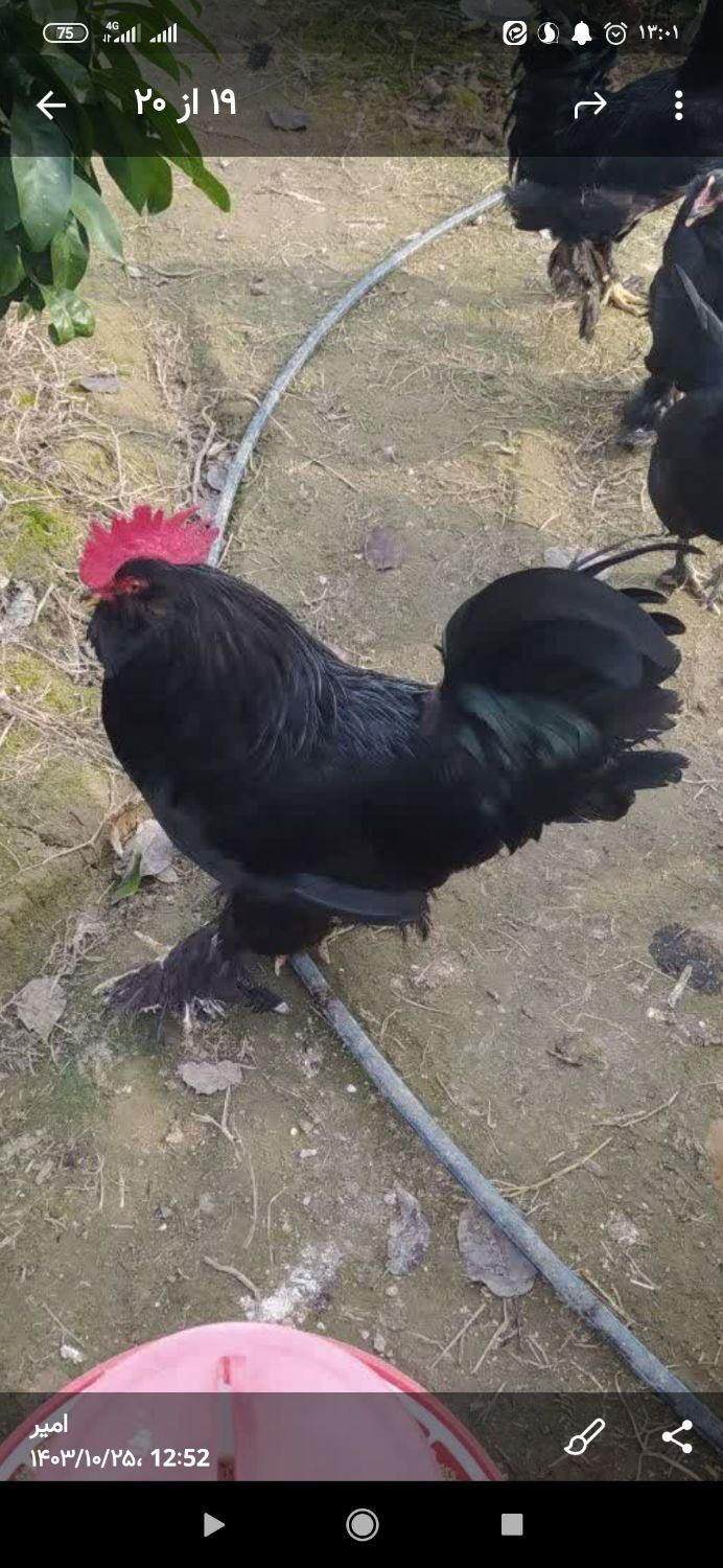 خروس مرندی مشکی|حیوانات مزرعه|ساری, |دیوار