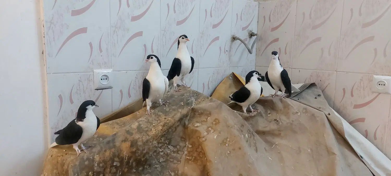 تعدادی کبوتر پرشی وتخم گذار|پرنده|مشهد, باغستان|دیوار