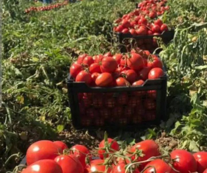 گوجه درجه یک گوشتی همراه ابگیری کیلویی۱۲ هزارتومان|خوردنی و آشامیدنی|مشهد, طلاب|دیوار