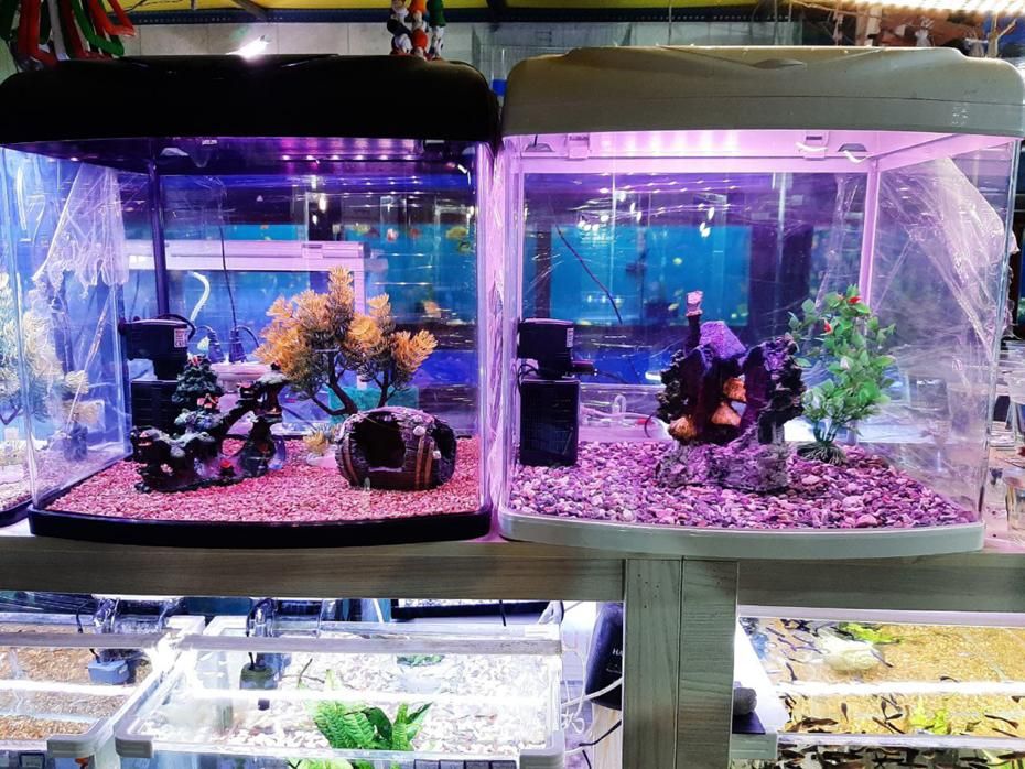 آکواریوم آبتین با ۲۵ سال سابقه در شهرک گلستان|ماهی|شیراز, شهرک گلستان|دیوار