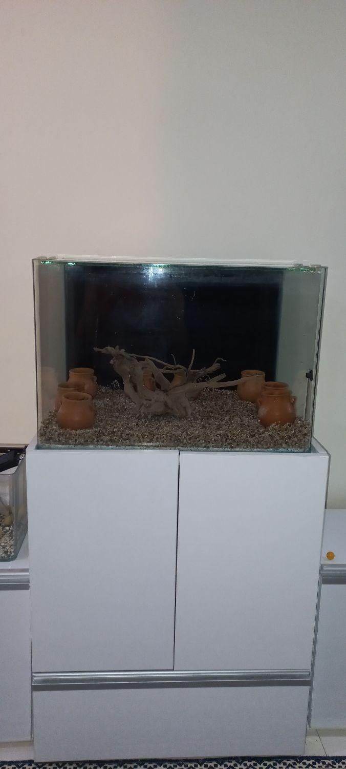 آکواریوم و میز|ماهی|پردیس, فاز ۲|دیوار