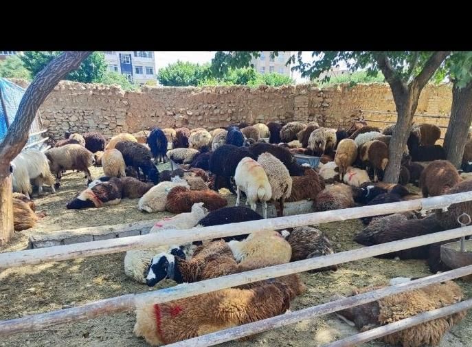 گوسفند زیر نظر دامپزشکی زنده و با پلاک بهداشتی|حیوانات مزرعه|کرج, محمود آباد|دیوار