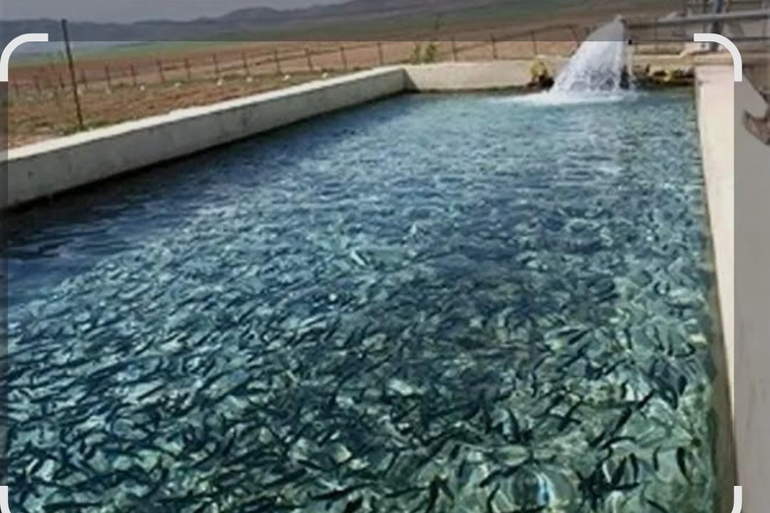 بچه ماهی پرورشی|ماهی|محمدشهر, |دیوار
