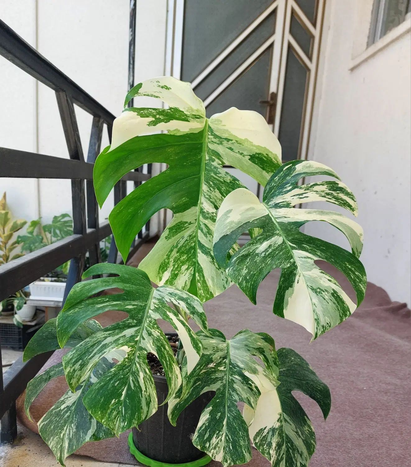 برگ انجیری برگ درشت|گل و گیاه طبیعی|رشت, تازه آباد|دیوار
