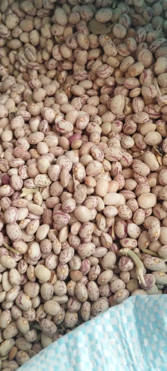 لوبیا چیتی|خوردنی و آشامیدنی|اصفهان, ارداجی|دیوار