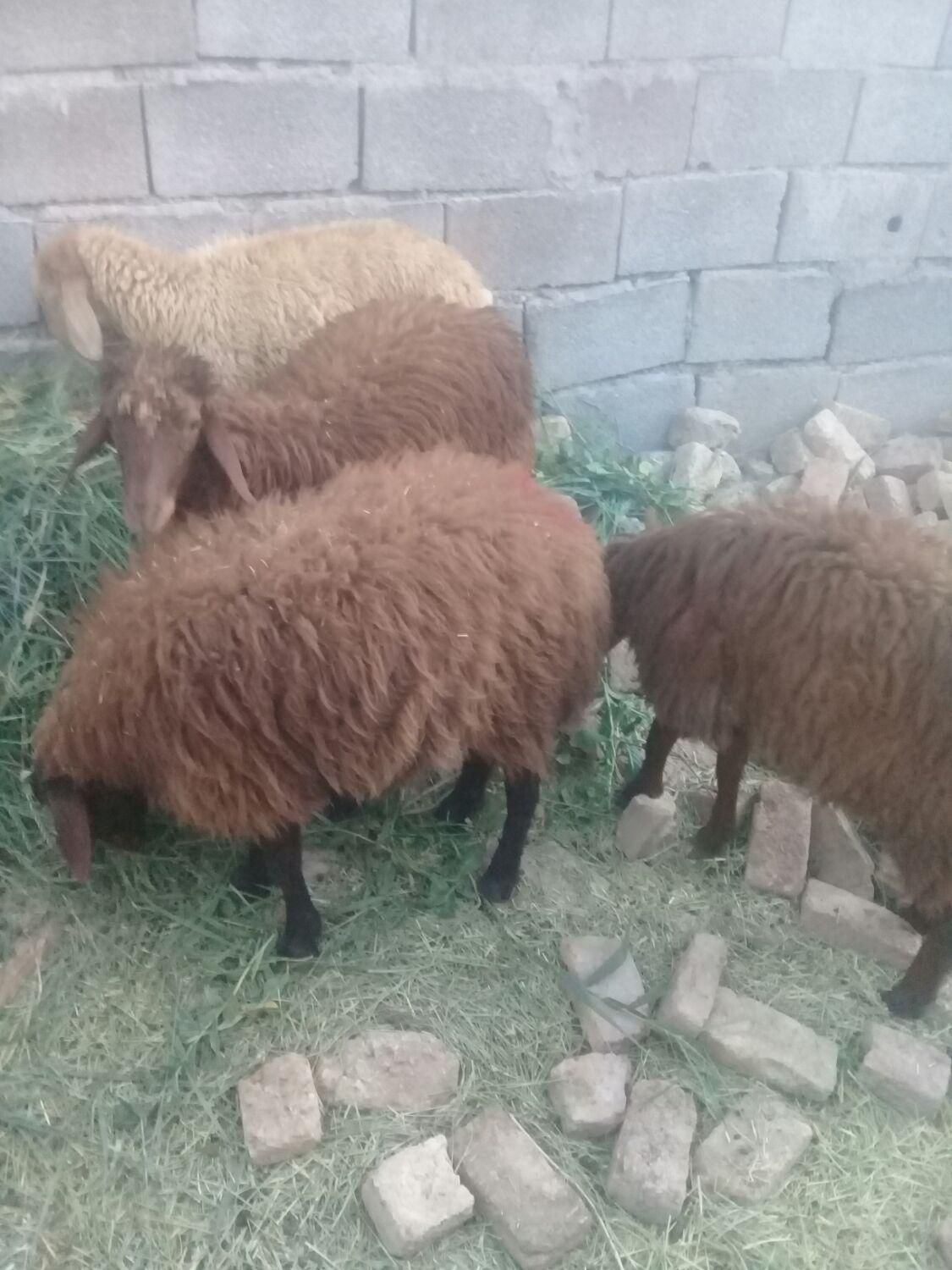 ۴عدد بره نروماده میانداب بدون لنگه|حیوانات مزرعه|تبریز, |دیوار