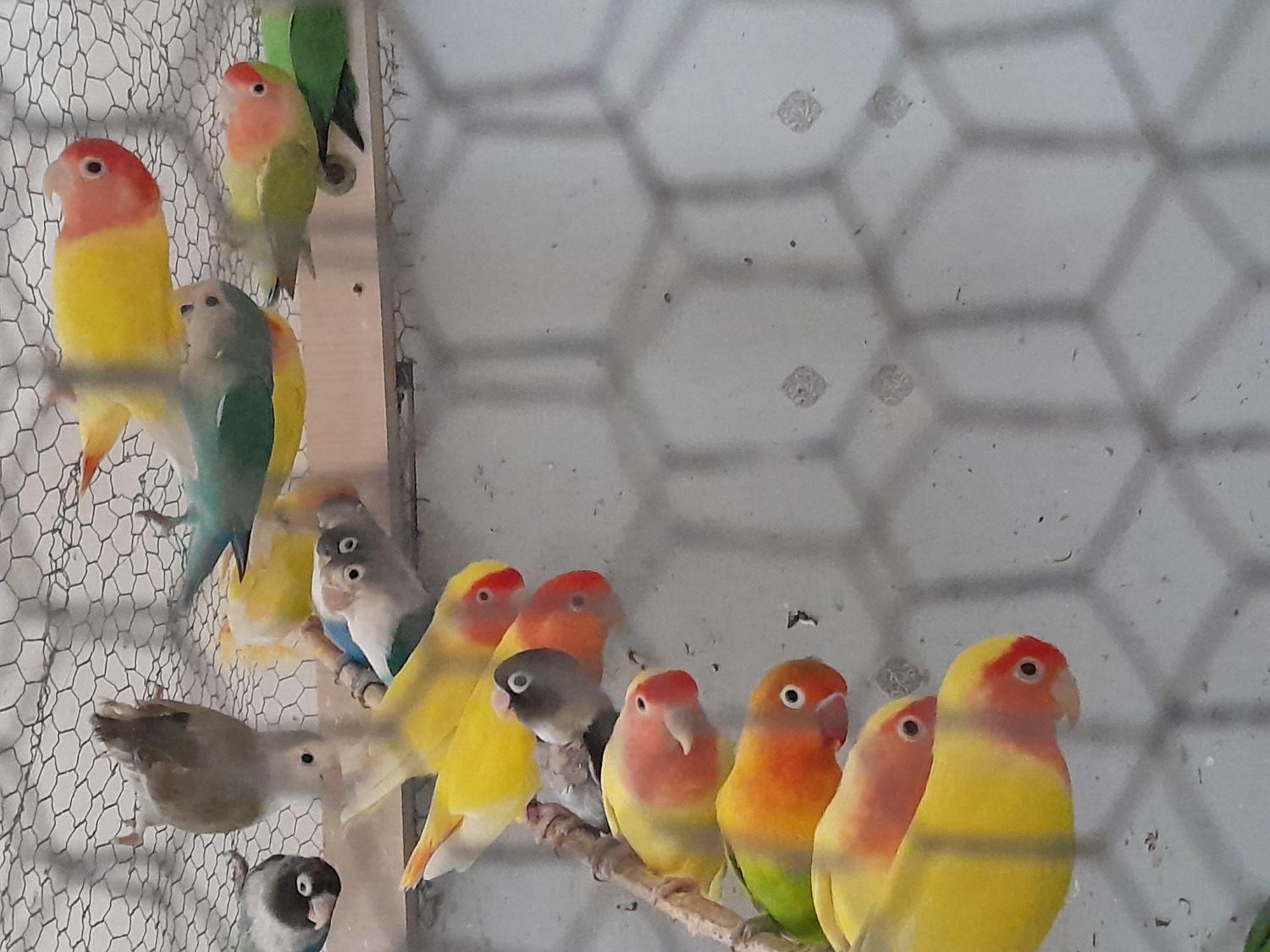 مرغ عشق عروس فنج کبوترنرگسی طوطی برزیلی با جوجه|پرنده|قم, آذر (نکویی)|دیوار