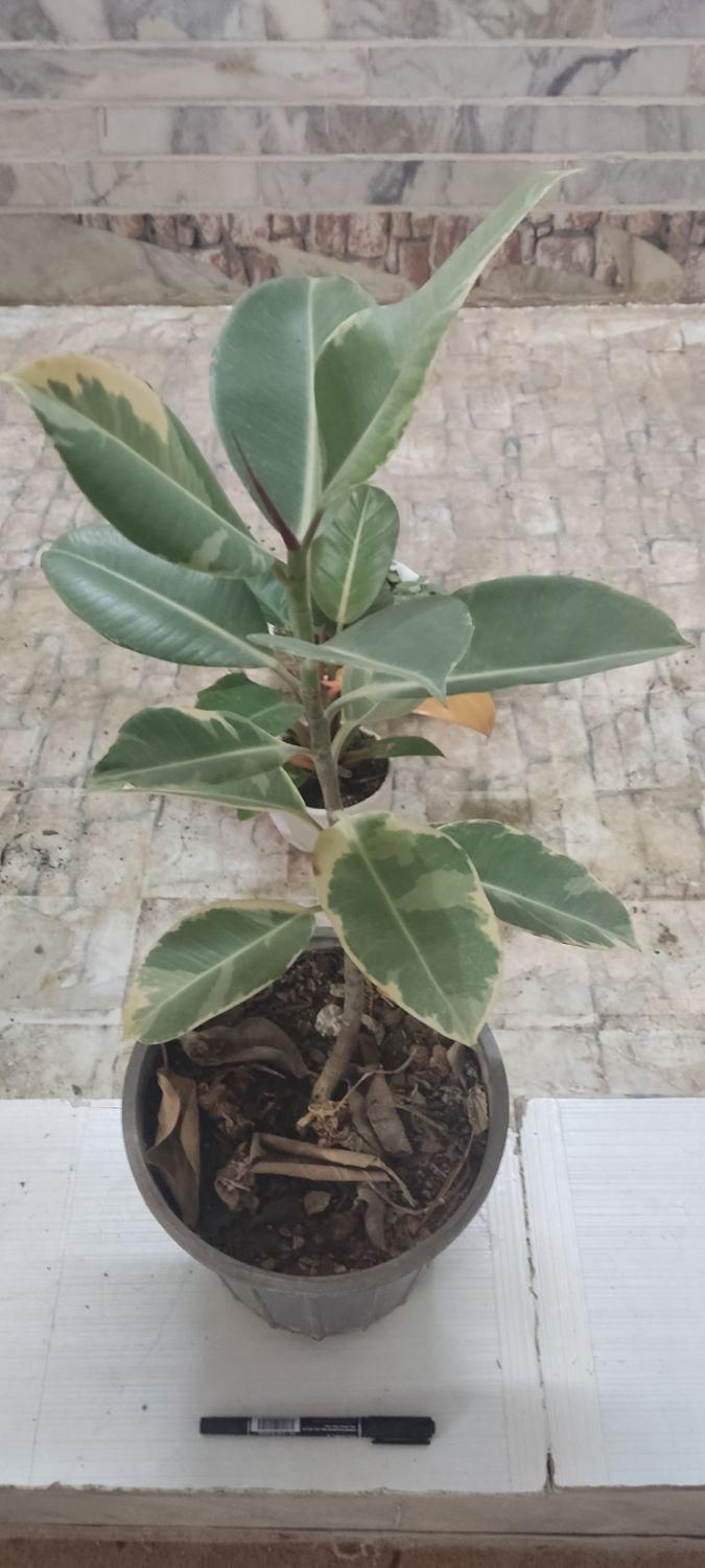 با گلهای زیبا طراوت را به خانه خود هدیه کن|گل و گیاه طبیعی|شاهینشهر, عطار|دیوار