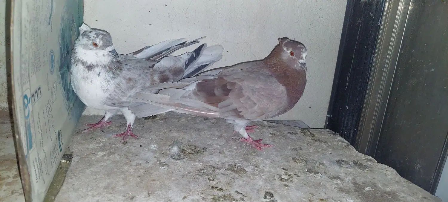 کفتر.|پرنده|اصفهان, خواجه عمید|دیوار