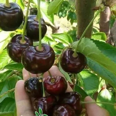پیشفروش نهال گیلاس مرتون بیگارو با شرایط چک|خدمات باغبانی و درختکاری|زهان, |دیوار