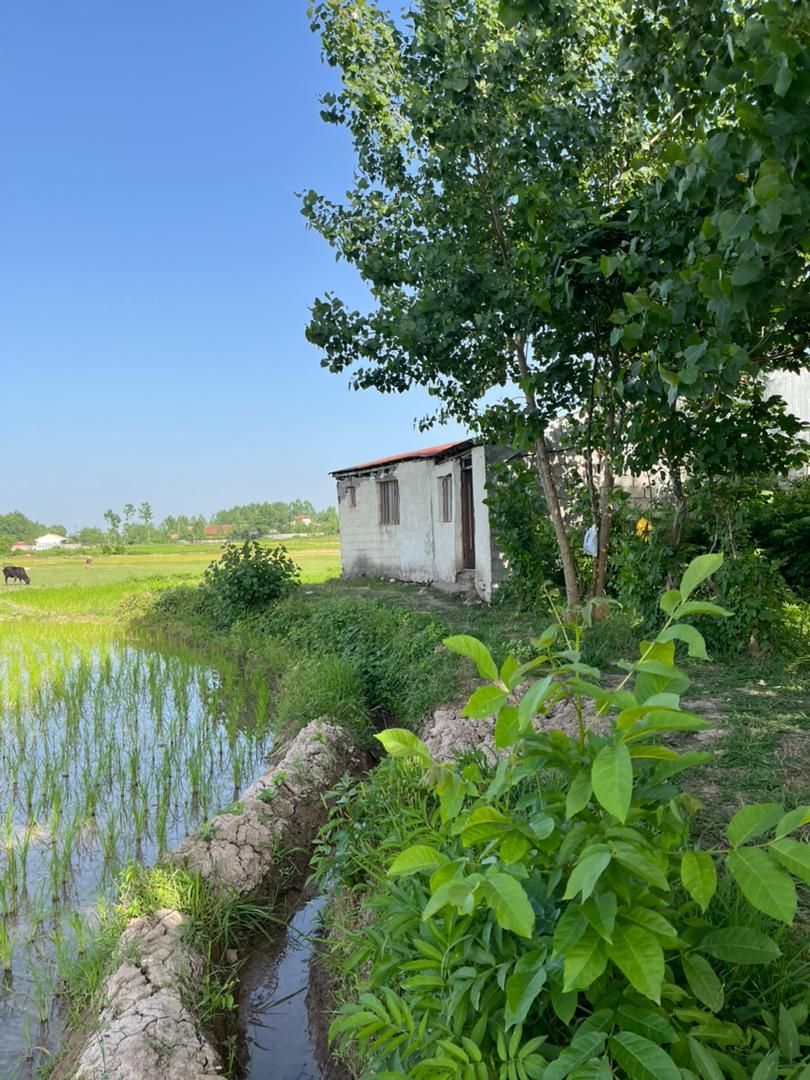 برنجکاری ۳۵۰۰ متر سنتی  چسبیده به مسکونی رشت سنگر|فروش زمین و ملک کلنگی|کوچصفهان, |دیوار