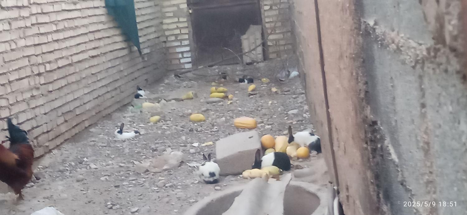 انواع خرگوش|موش و خرگوش|دزفول, |دیوار