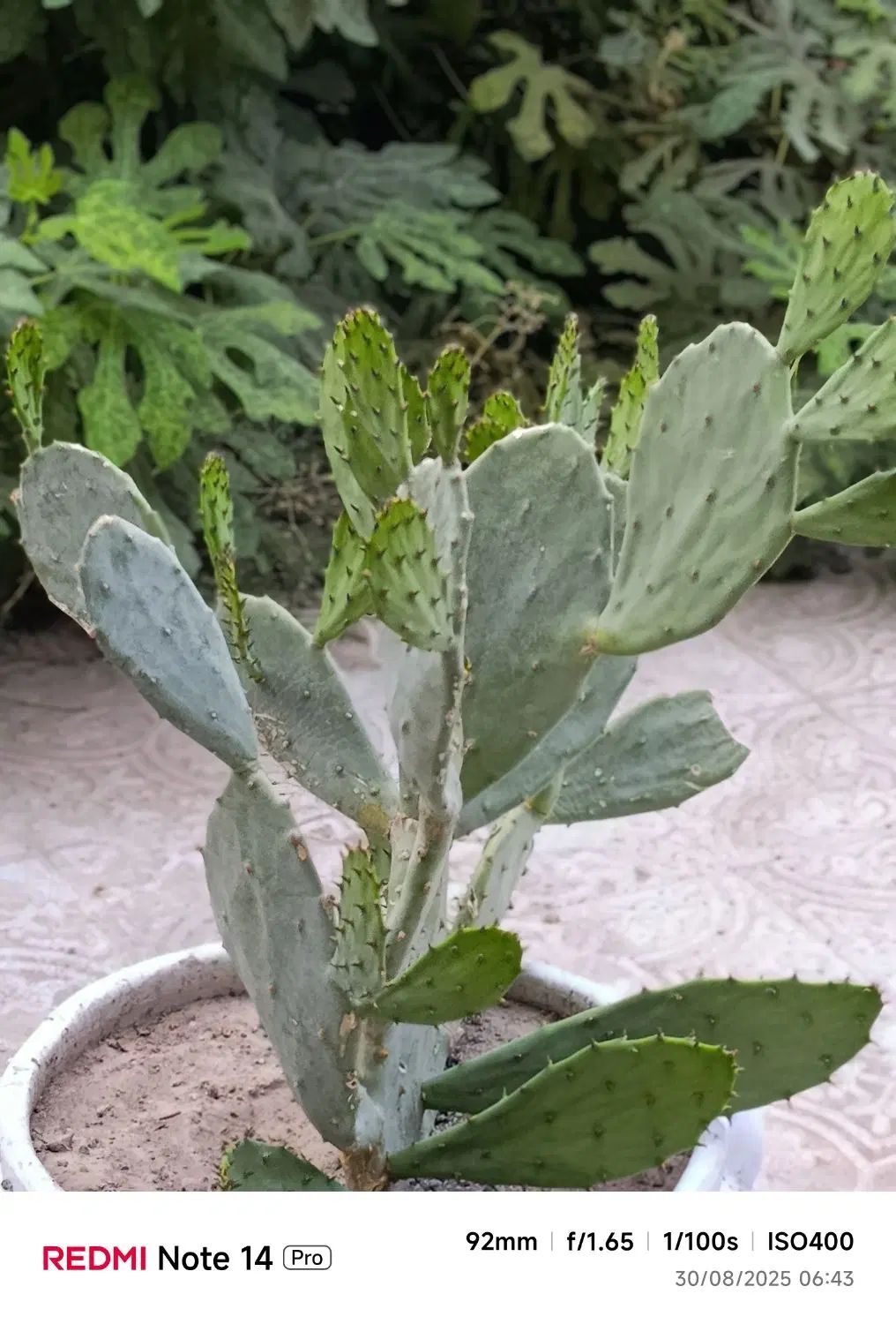 کاکتوس اوپونتیا (زبان‌گنجشک) خیلی بزرگ و خاص|گل و گیاه طبیعی|اسلام‌‌آباد غرب, |دیوار