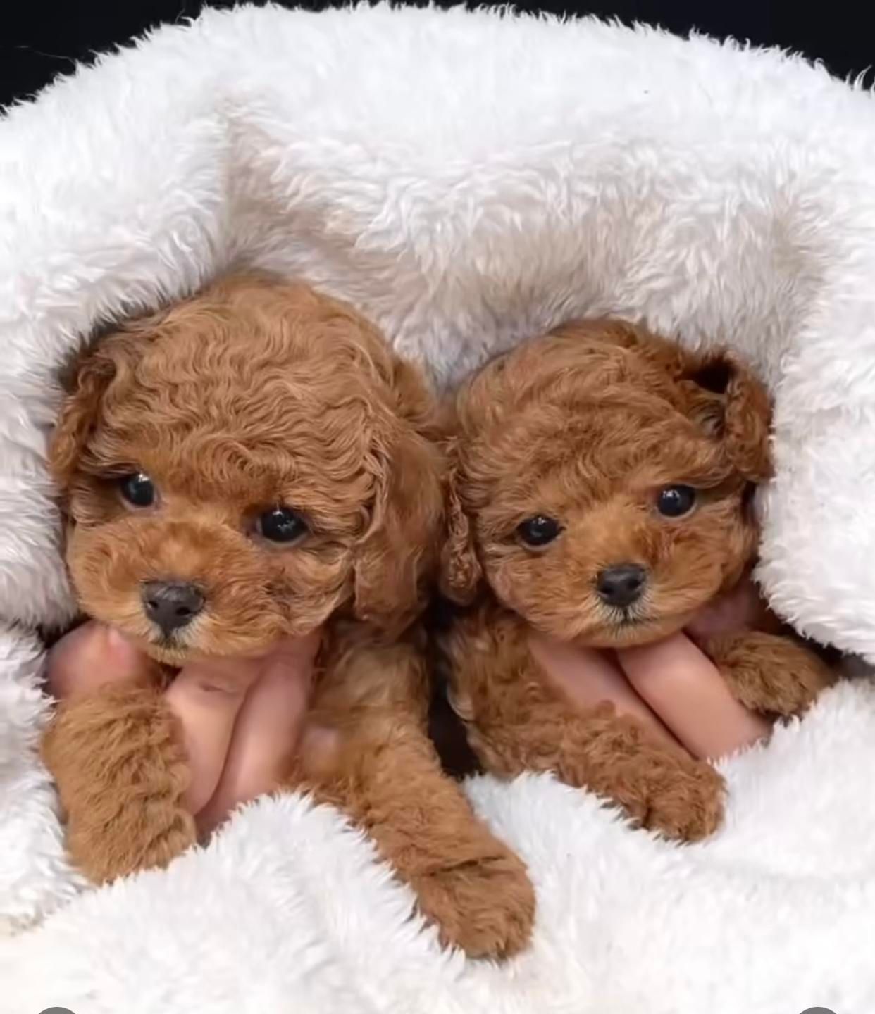 پودل عروسکی قهوه ای|سگ|تهران, سعادتآباد|دیوار