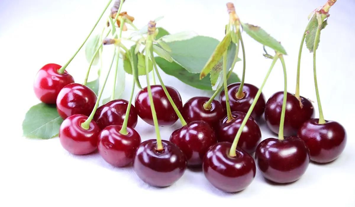 آلبالو مجارستان مناسب تازه خوری و لواشک باطعم عالی|فروشگاه و مغازه|خوی, |دیوار